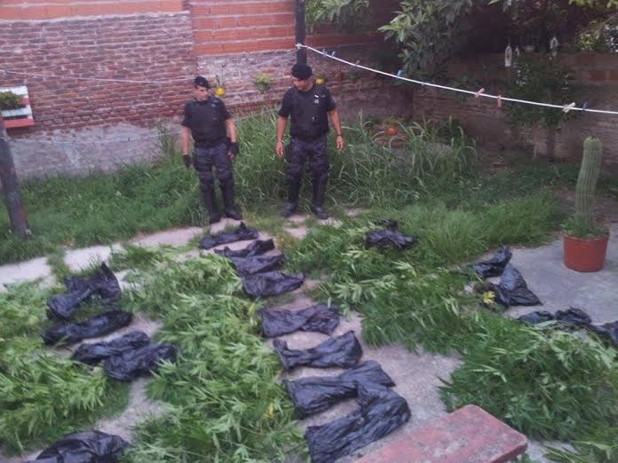 plantas marihuana en quequen