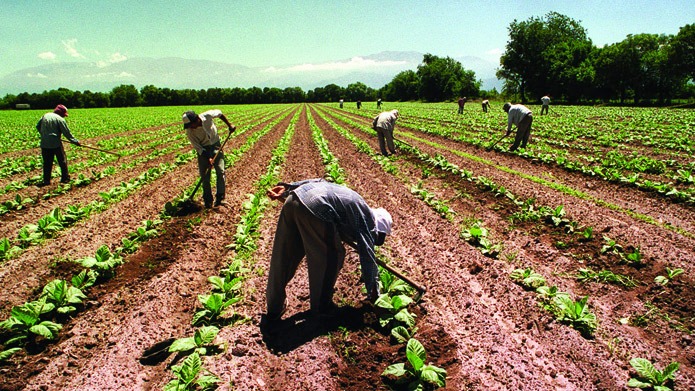 trabajadores rurales